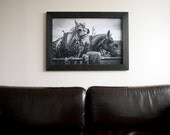 Equine Art, Black and White Photography, Horses, 20 x 30"