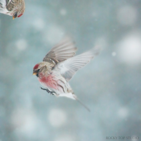 Winter Bird Print, Animal Photography, Nature Wall Art, Holiday Decor, Teal, Aqua, Red, Wildlife Print, Birds in Snow, Winter Wall Decor