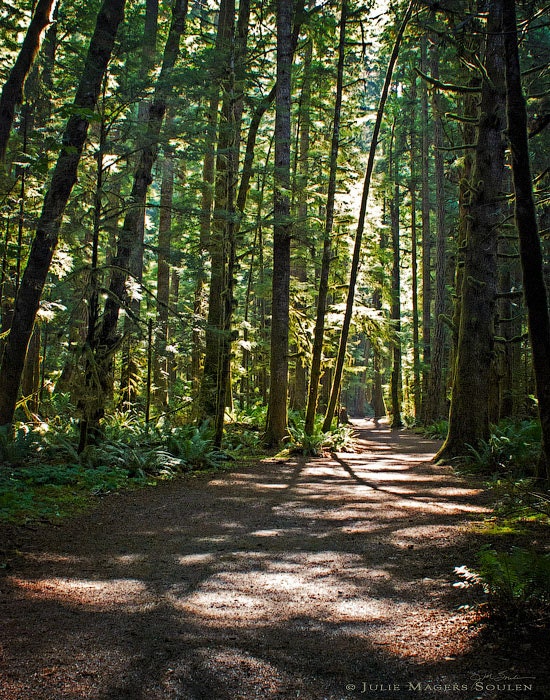 Forest Photos -Olympic National Park -Enchanted Forest -Woodland Decor -A Walk in the Woods -Colorado Fine Art Photography -11x14 Print