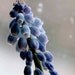Muscari Grape Hyacinths Flower Photo - Glowing Soft Romantic Purple Fine Art Home Decor photo  8x10 Shabby Chic