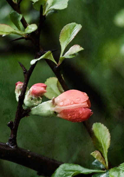 quince flower in rain, 8x12 print, nature photography, green, ruby, pink, garden photography, nature wall decor