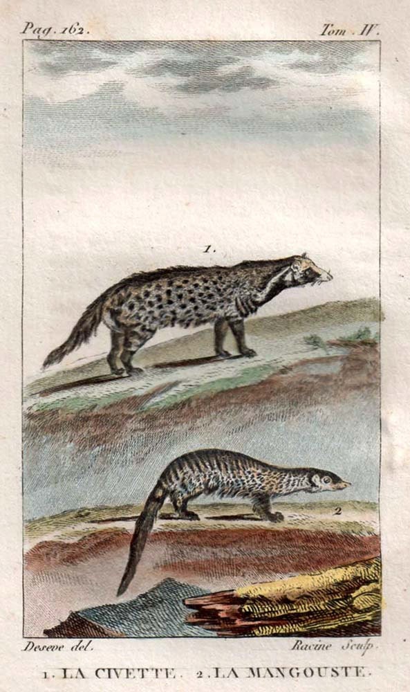 Hand Colored  Engraving Buffon, La Civette, La Mangouste,1802, Civet, Mongoose