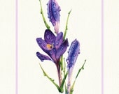 Watercolor Purple Crocus - 8x10" fine art print of hand painted detailed artwork in violet tones
