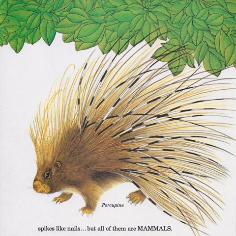 Vintage Print - Animals, Baby Decor, Nursery, Animal Art, Porcupine, Camels