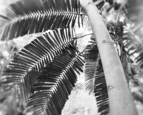 Palm Tree Photography, Tropical Photo, Black and White, Wall Decor, Beach Decor, Shabby Chic, Home Decor, Fpoe - Tropical Palm Tree (8x10)