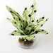 Fabric Leaf Air Plant Succulent Glass Terrarium - Lime Green Black Lattice Aloe