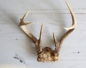 vintage deer antlers / modern rustic home decor / wall hanging - wretchedshekels