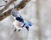 Blue Jay: The Art of Staying Aloft No 29  (Cyanocitta cristata) - SmallMysteries