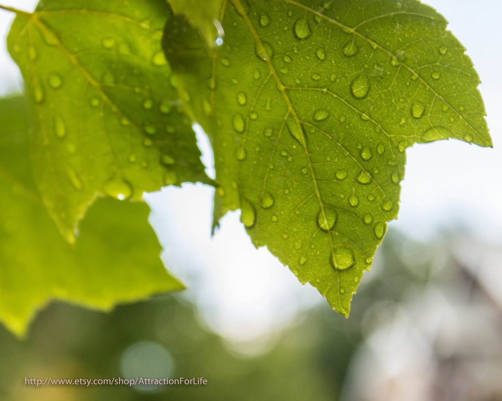 Summer Rain, 8 x 10 Nature Photography, Fine Art Home Decor, Maple Leaves, Woodland, Rain Drops, Greenery - AttractionForLife