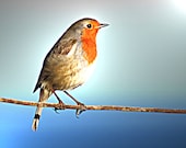 Bird Nature Photography. Blue Orange European Robin.  Picture Print  Bird on Wire II.  Blue, Orange, White. - CandyMountainPhotos
