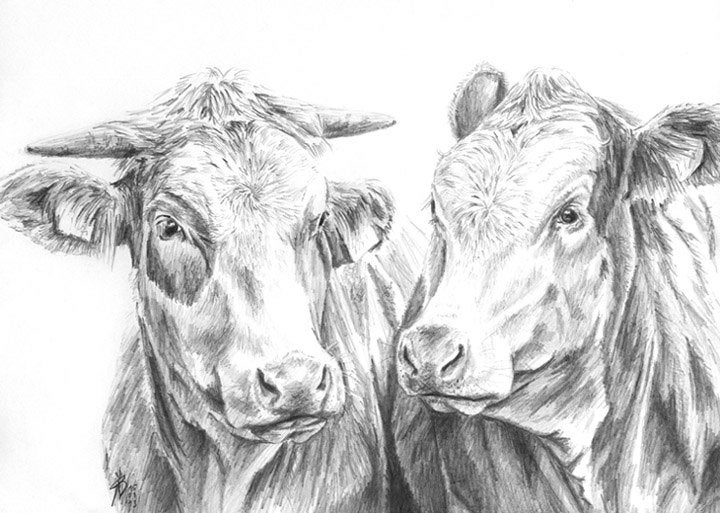 Pencil drawing cow portrait A4 21x297cm animal by StudioSterna