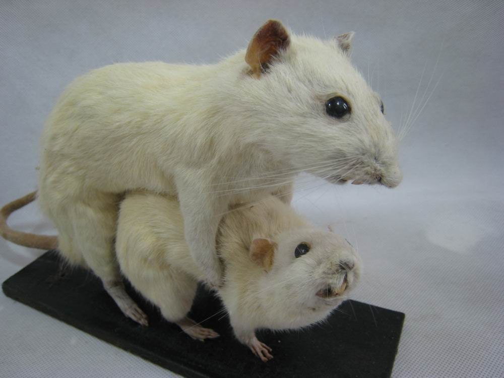 Vintage Taxidermy 2 Rats Mouse Sex Position By 8fancystuff 