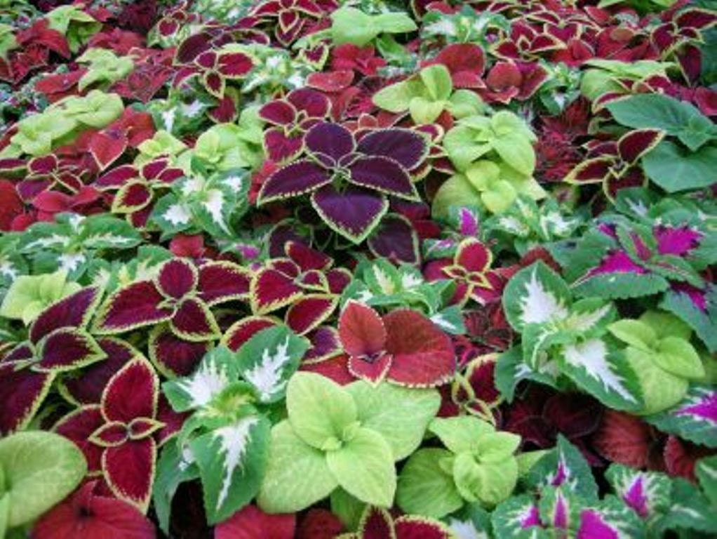 coleus seeds wizard series jade grow well in by coleus seeds wizard series jade grow well in by