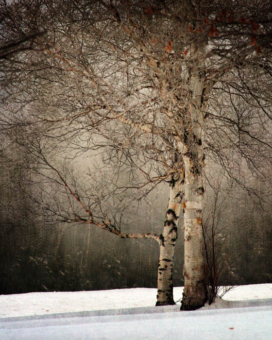 Birch tree landscape photography nature winter snow office decor home decor Fine Art Photograph - judeMcConkeyPhotos