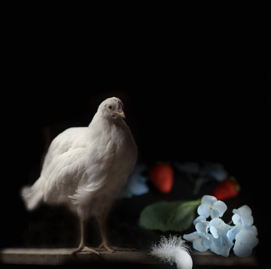 White Hen Still Life of Hydrangea Strawberries and White Hen 10x10 or 11x14 - lucysnowephotography