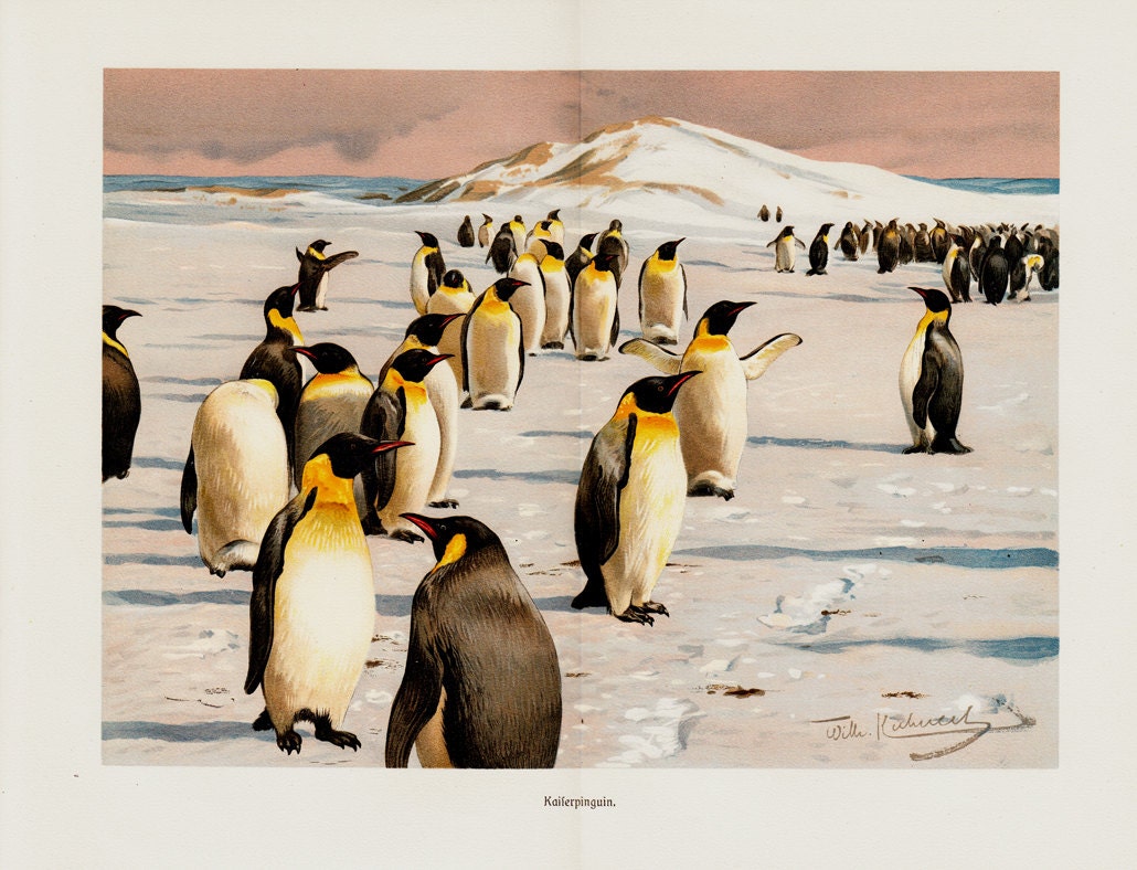 1899 Antique fine EMPEROR PENGUIN  lithograph of the tallest and heaviest of all living penguin species and is endemic to Antarctica - TwoCatsAntiquePrints