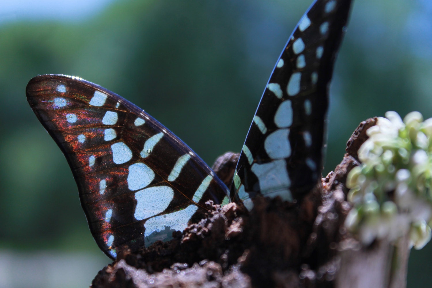 Double Wing Real Butterfly Wings