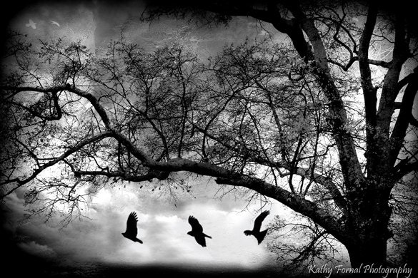 Gothic Nature Photography, Black and White Photography, Gothic Spooky Eerie Dark Ravens, Surreal Eerie Haunting Trees Ravens Photograph 8x12 - KathyFornal