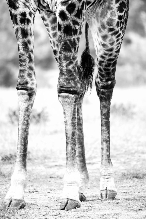 Giraffe Knees in Kruger Park South Africa 8x12 looks fabulous BIG
