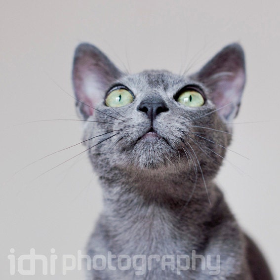 Nature Photography . The grey cat . Size: 8x8" (20cmx20cm) . Fine Art Photography . - idniphotography