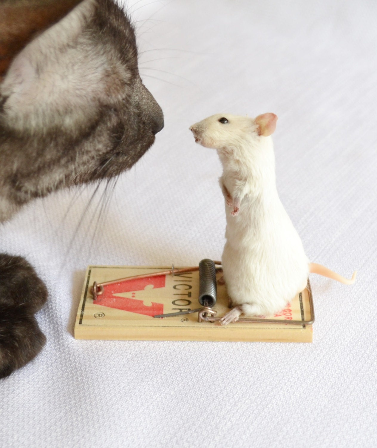 Taxidermy mouse on mouse trap. - NimbleMatters