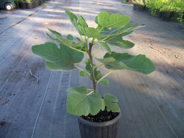 Brown+Turkey+Fig+Tree+Size Turkey Fig Tree Related Keywords & Suggestions - Brown Turkey Fig Tree ...