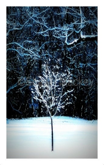 Winter Tree Photo Card Blue Christmas - ShawnelizaCreations
