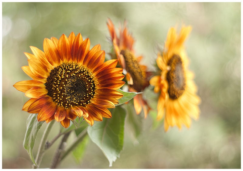 Flower photography nature photography color photography floral photo print wall art amber yellow fine art print sunflower wall decor - IonAnthosPhotography