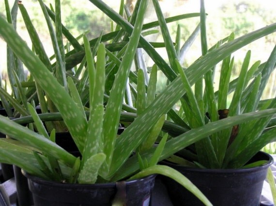 Healthy Aloe Vera Plant Ships to US Customers by Healthy Aloe Vera Plant Ships to US Customers by