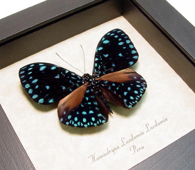 Starry Night Real Van Gogh Blue Butterfly Laodamia 1109 - REALBUTTERFLYGIFTS