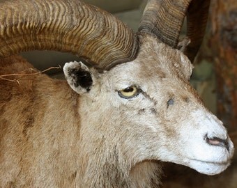 photo For men Cabin Lodge decor Dudes Rustic art Wild sheep Ram