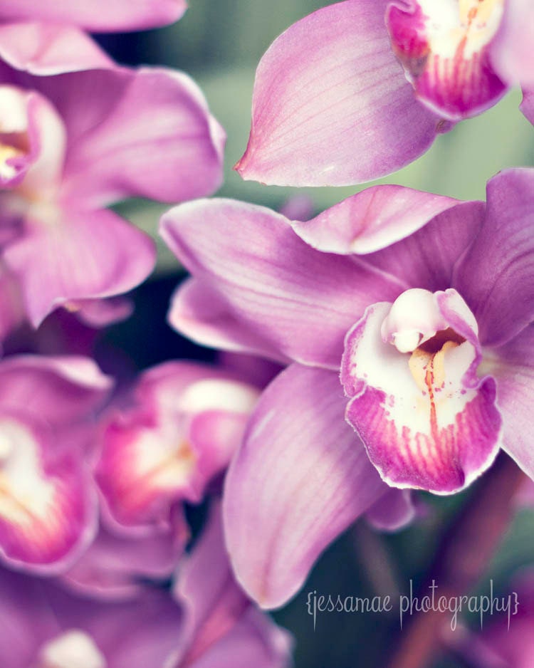 Radiant Orchid - Purple Orchid Flower Photography Print - Pantone Inspired Purple Lavender F uchsiaOrchid Photography - Floral Wall Art - JessaMaePhoto