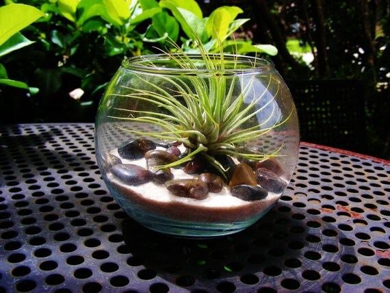Items similar to Glass Vase Bowl Terrarium Kit with Black River Rocks and Tillandsia Air Plant