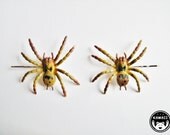 Brown Spooky Spider Bobby Pins - alphabetsuitcase