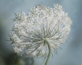 Flower photography, queen anne