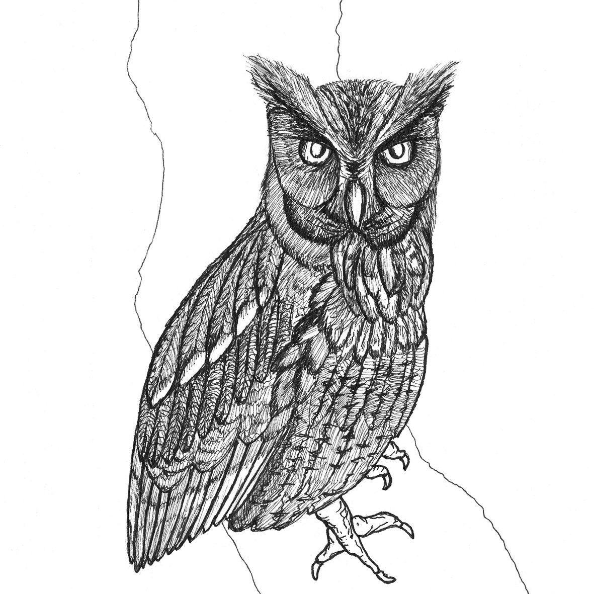Popular items for Eastern Screech Owl on Etsy