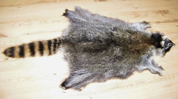 RACCOON RACOON HIDE Tanned Fur Coon Skin by BuckHollowTaxidermy
