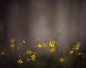 yellow wildflower nature photograph / gray, grey, dark, moody, mustard, botanical / a light int he fog / 8x10 fine art photo - shannonpix