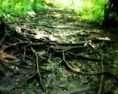 Root Invasion - Matte Photograph, Oahu, Hawaii, Rainforest Hike, Trees, Green Trail - ShabbyDaisyDesigns