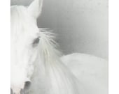 white horse ethereal - dcandrews