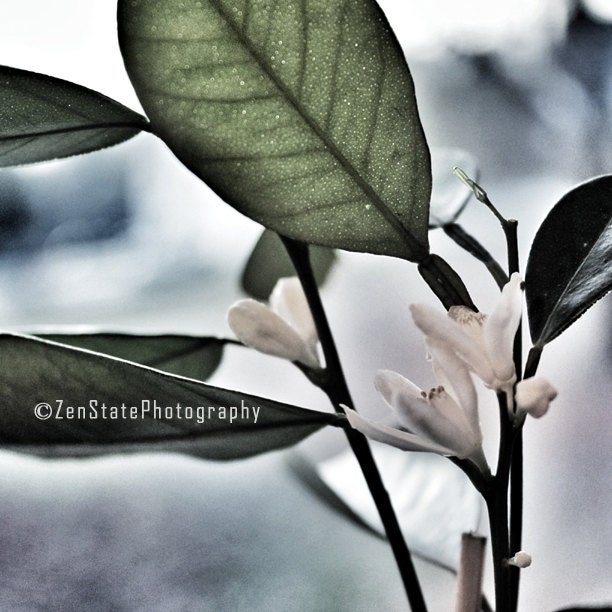 on Canvas. Nature Photography. Flower Photography. Botanical Nature ...