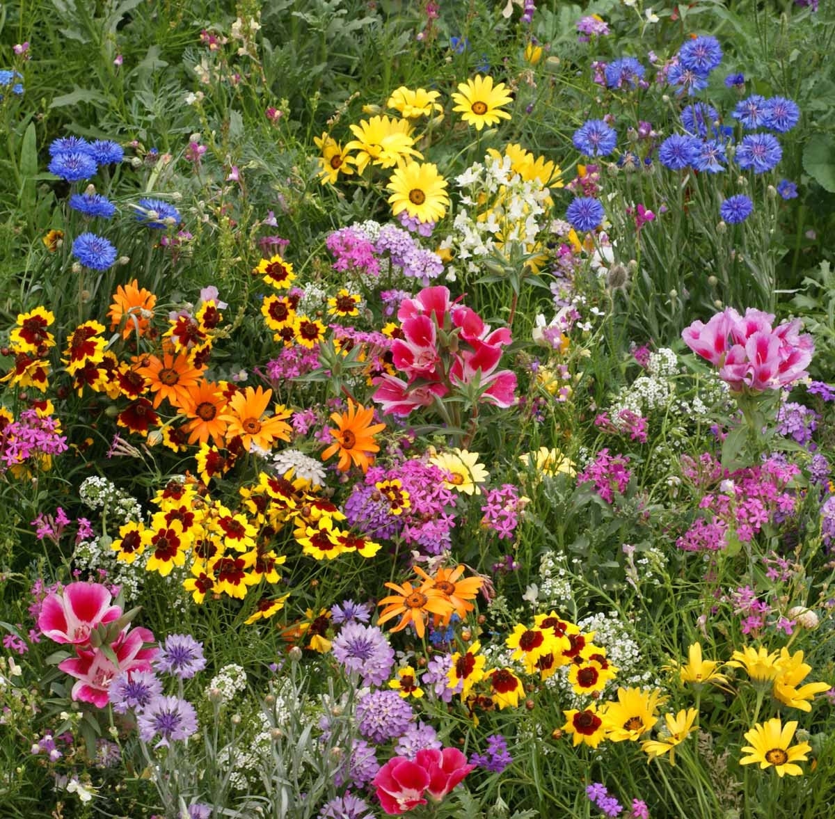 Items similar to BULK 2,000 Wildflower Seed Mix, Guerrilla