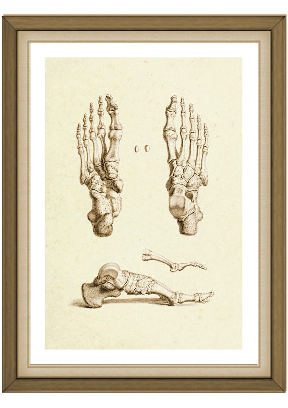Skeleton Feet - Anatomy - Human - Vintage - Sepia - Brown - Art Print - SepiaMania
