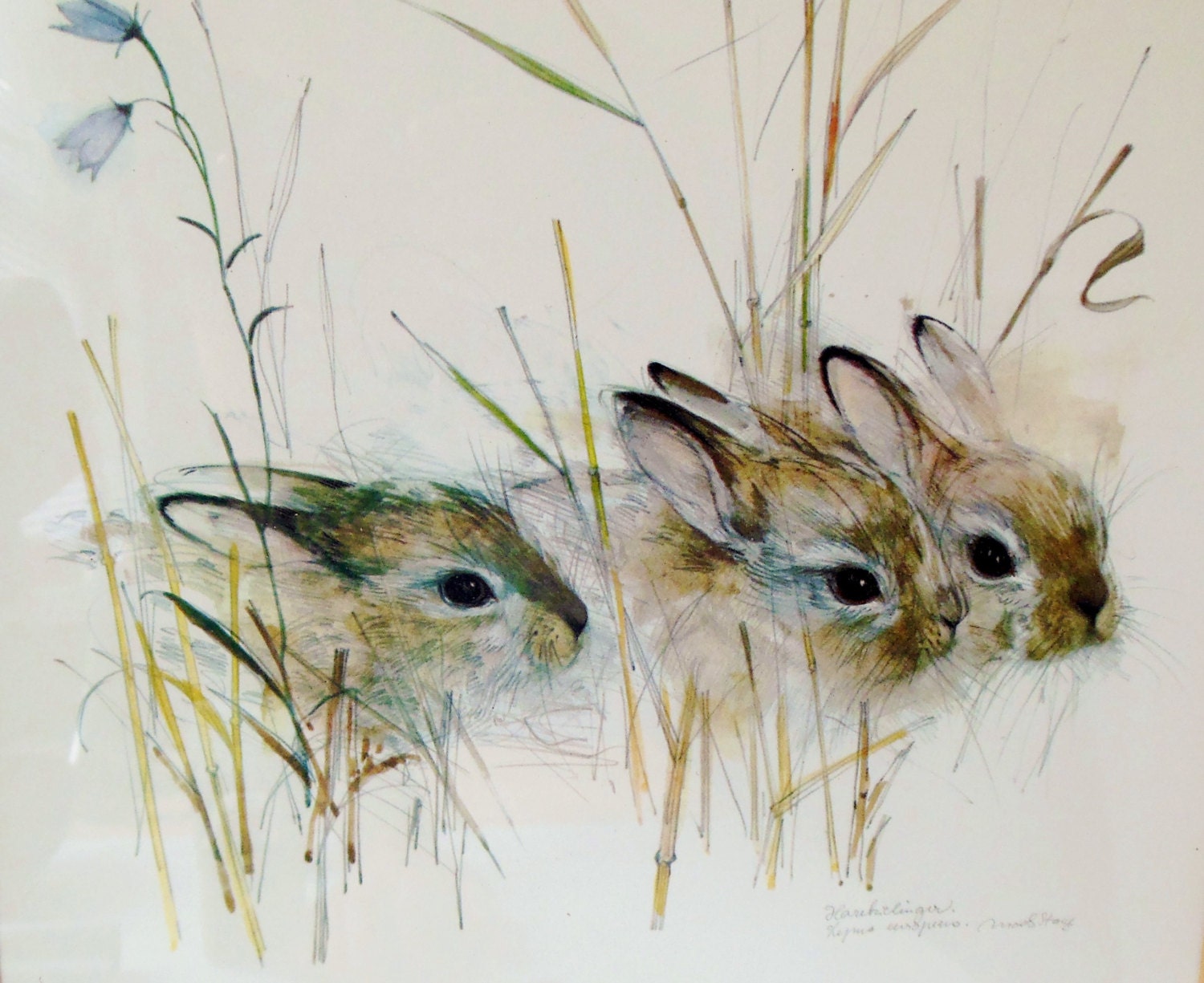 Rabbit Watercolor, Harekelinger, Danish Artist - FreewheelFinds