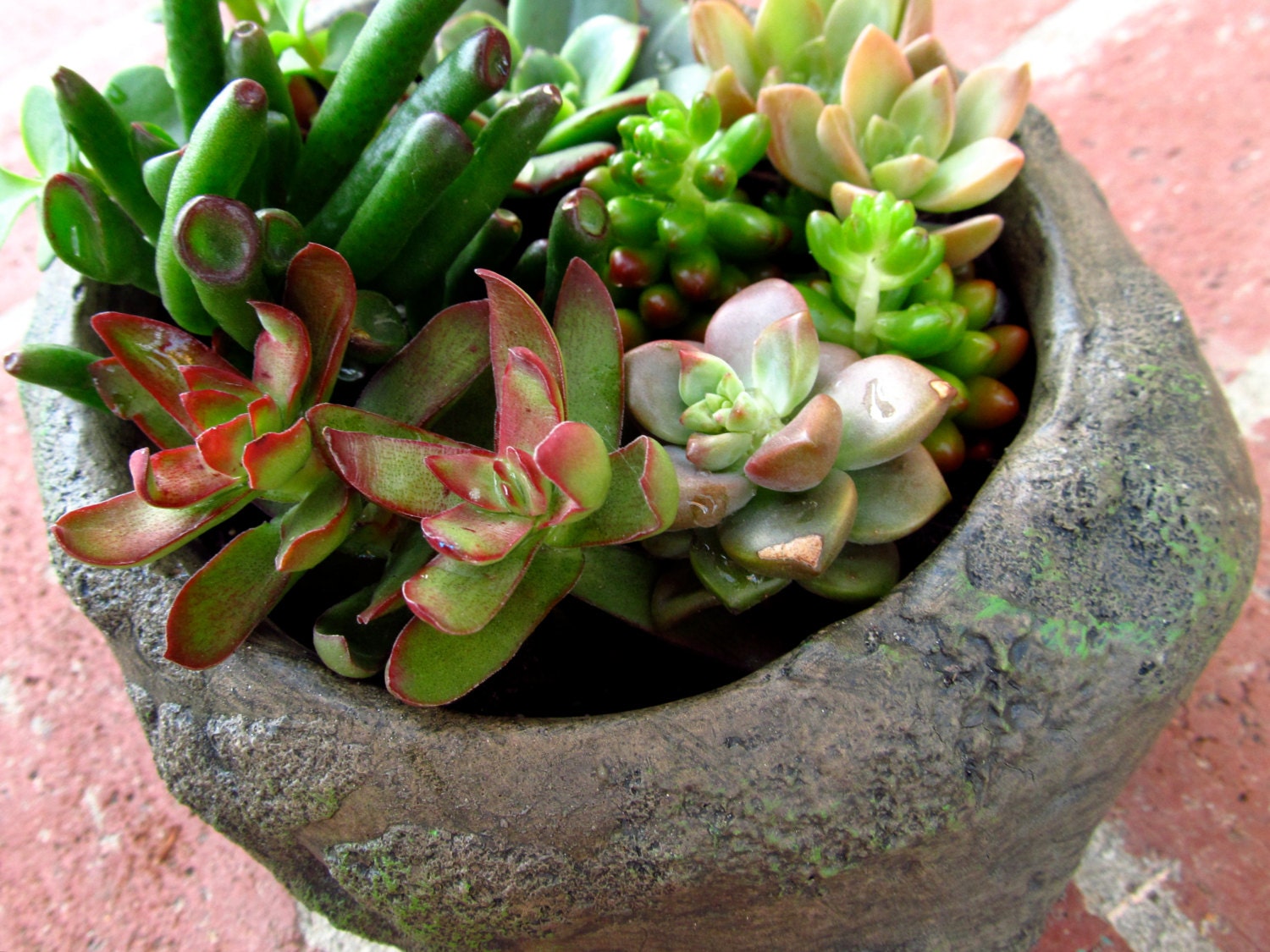 Hand-picked Succulent Garden in a Faux Rock Planter - TheLovelySuccubent