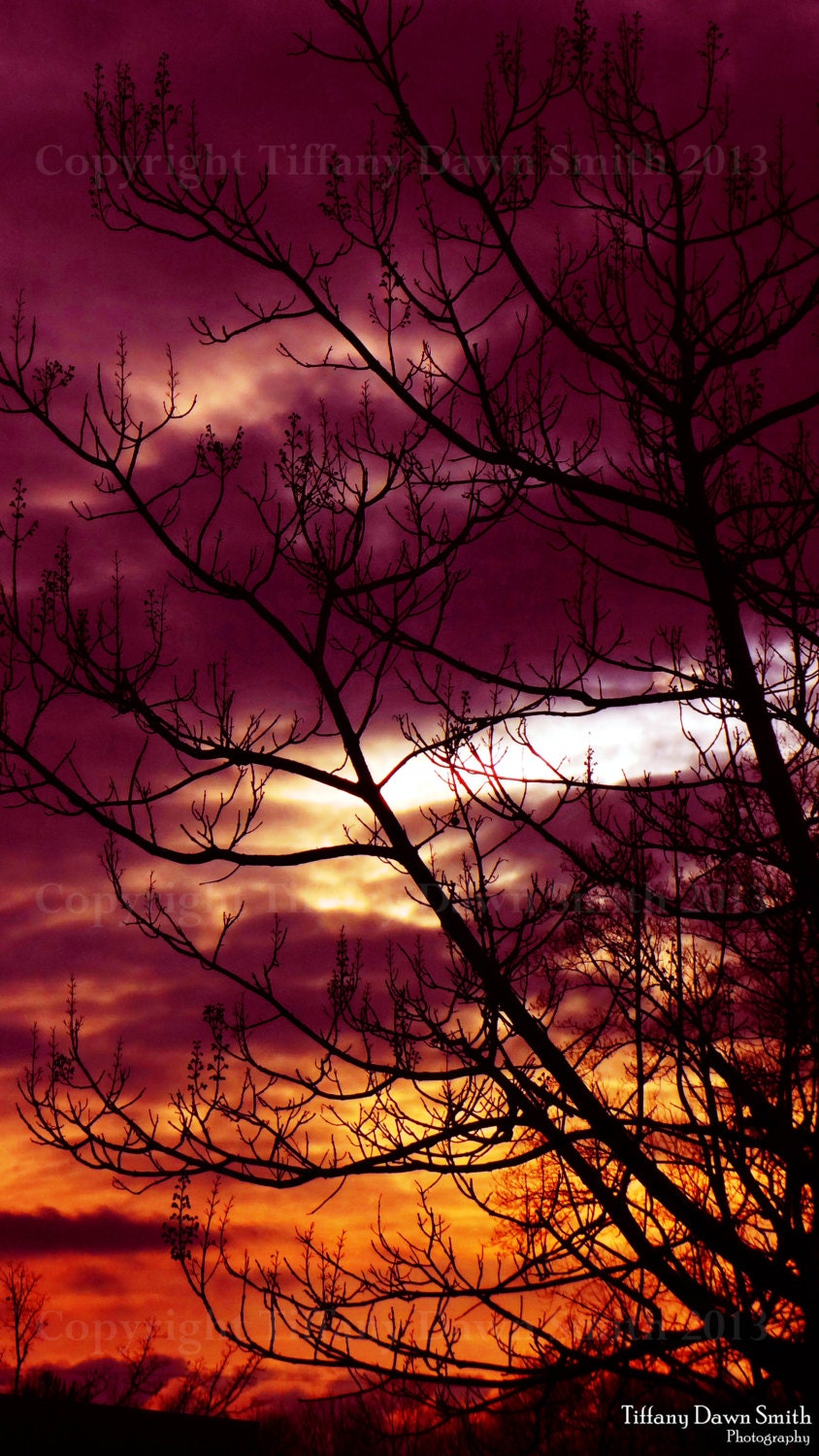 Nature Photography - Sunset, Clouds, Purple, Orange, Tree, Silhouette 8x12 Original Fine Art Photography Print - TiffanyDawnSmith