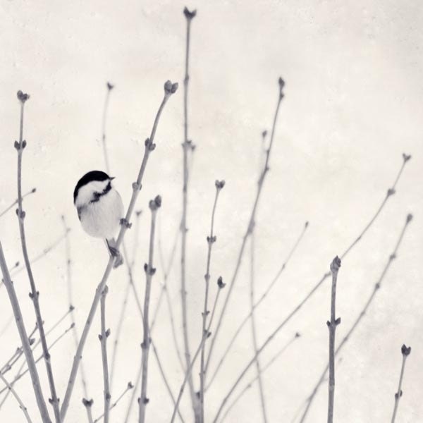 Winter Bird in Snow Photograph, Animal Photo Print, Minimalist Art, Black & White Photography, Winter Decor, Chickadee Art, 5x5 8x8 or 10x10 - RockyTopPrintShop