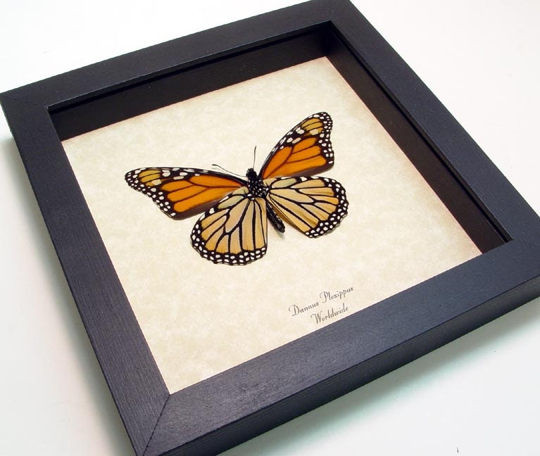 The Monarch Conservation Butterfly Real Framed Display 111v - REALBUTTERFLYGIFTS