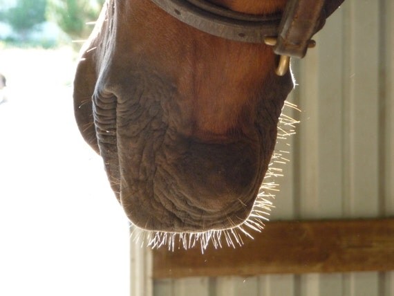 Horse Muzzle Chin Whiskers 4.25 x 5.5 Inch by CardstockEquine