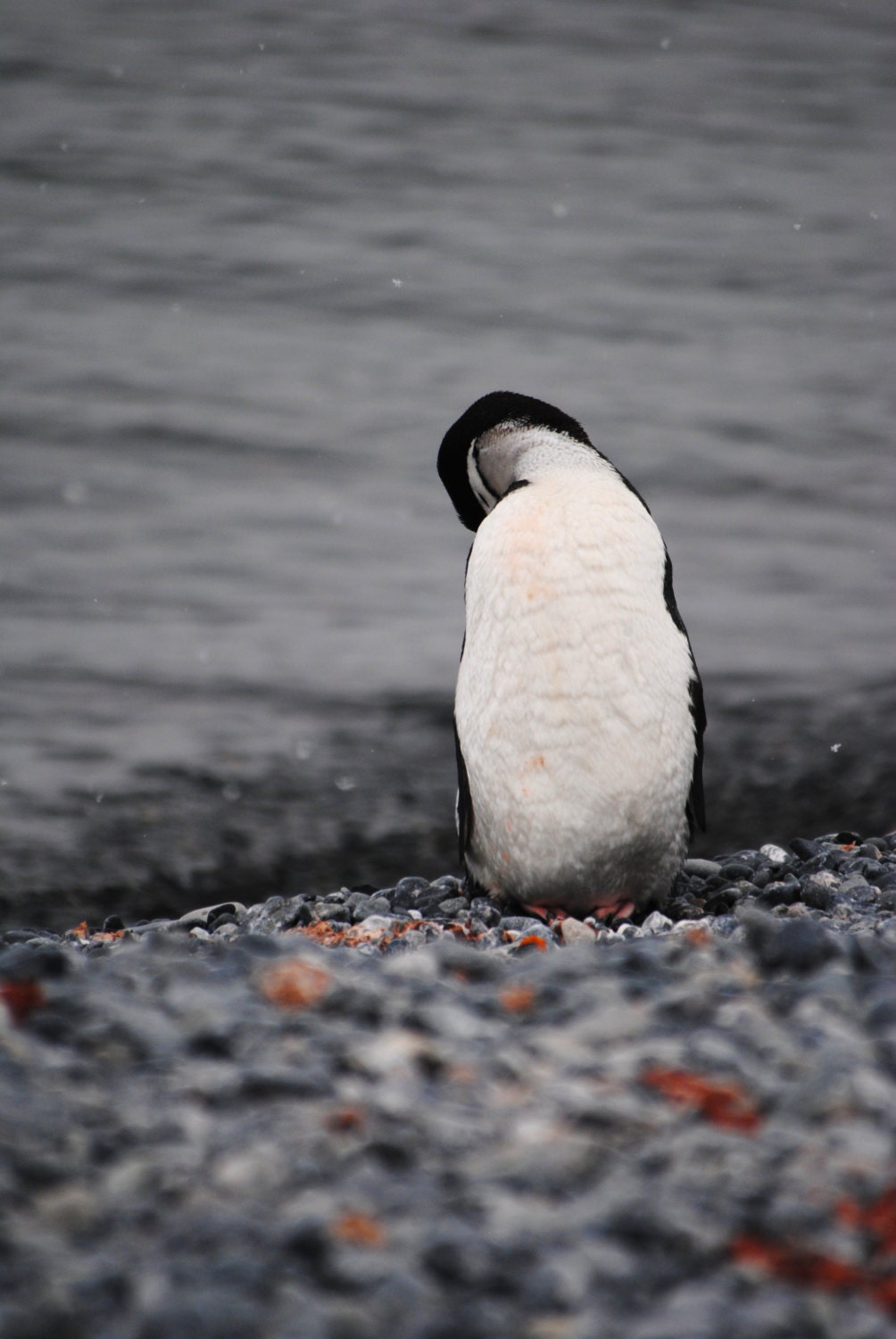 Chinstrap penguin on Half Moon Island in Antarctica print in color or black and white. - MaggieMPhotography